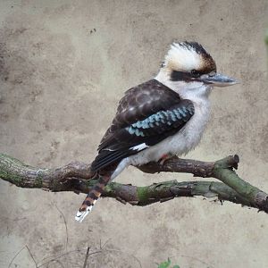 Laughing kookaburra