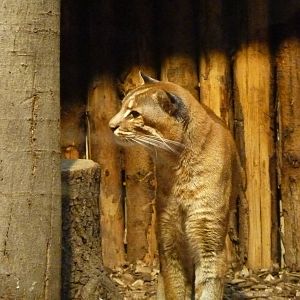 Asiatic Golden Cat