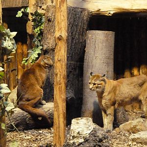 Asiatic Golden Cats