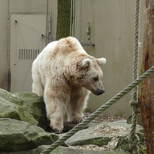 Syrian brown bear