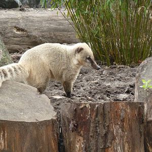 Coati1