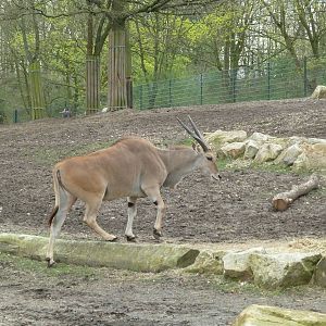 Eland