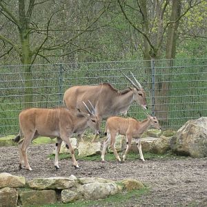 Elands