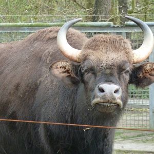 Gaur (female)