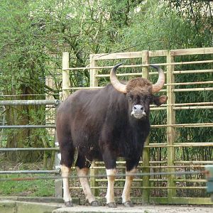 Gaur (female)