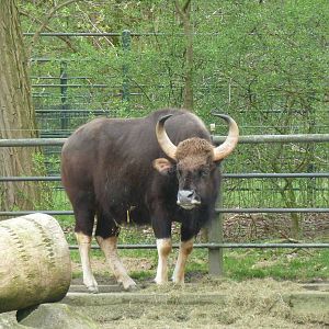 Gaur (female)