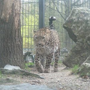 Persian Leopard