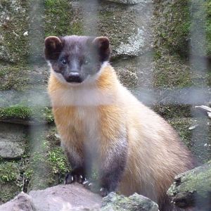 Yellow throated marten