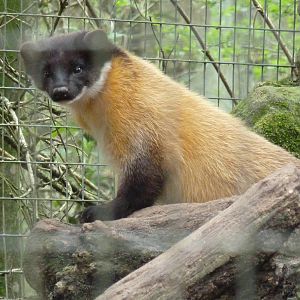 Yellow throated marten