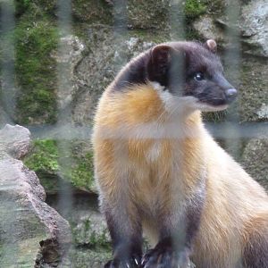 Yellow throated marten
