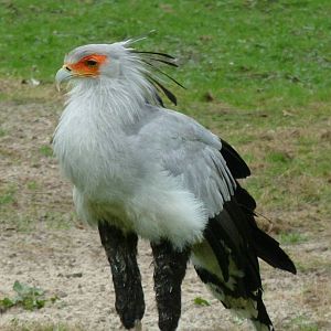 Secatarybird