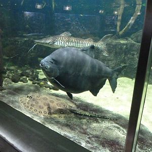 South american aquarium