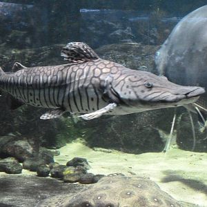 Tiger Shovelnose Catfish
