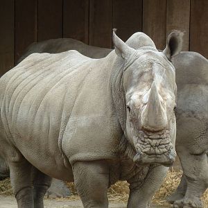 White Rhino