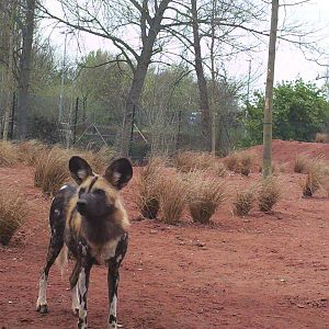 African Painted Dog