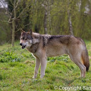 UK Wolf Conservation Trust