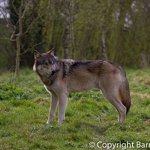 UK Wolf Conservation Trust