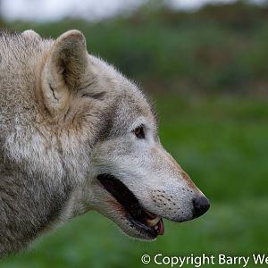 UK Wolf Conservation Trust