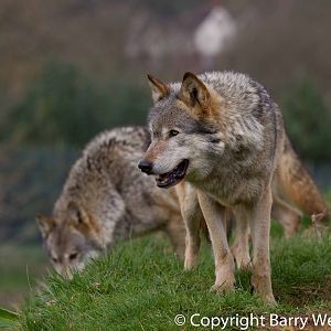 UK Wolf Conservation Trust