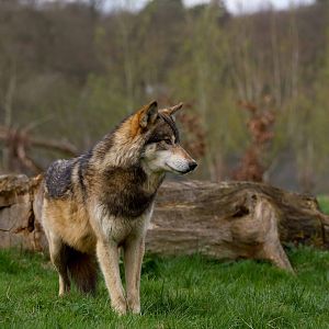 UK Wolf Conservation Trust