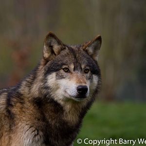 UK Wolf Conservation Trust