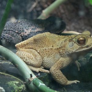 gulf coast toad - two morphs