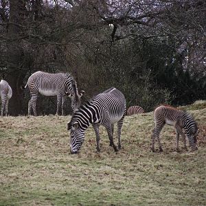 Zebra foals