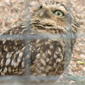 Burrowing Owl
