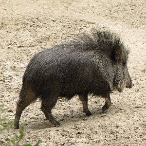 Chacoan Peccary