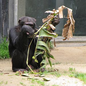 Chimpanzee