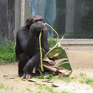 Chimpanzee