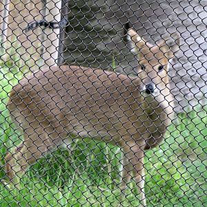 Chinese Water Deer