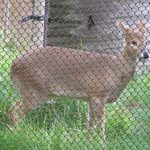Chinese Water Deer