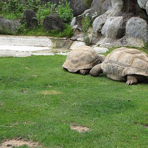 Aldabra Tortoises