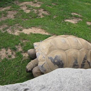 Aldabra Tortoise