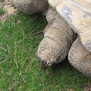 Aldabra Tortoise