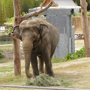 Asian Elephant