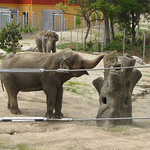 Elephants of Asia