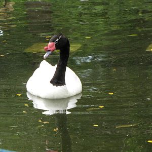 Black-necked Swan