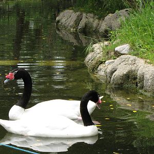 Black-necked Swans
