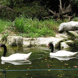 Black-necked Swans