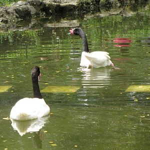 Black-necked Swans