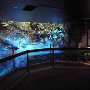 Amazon Gallery - Caiman Exhibit