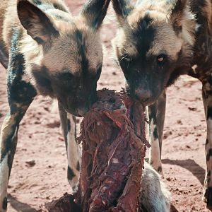 Leftovers - African Painted Dogs - 08/04/2011
