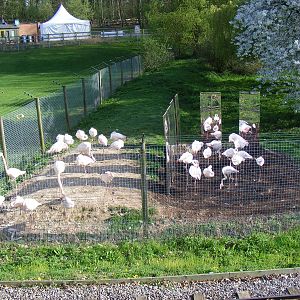 Greater flamingoes at Marwell Wildlife, 9 April 2011
