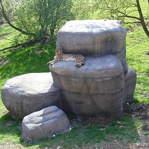 Cheetahs at Marwell Wildlife, 9 April 2011