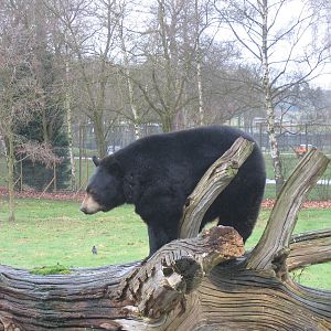 Woburn Safari Park 2009-2010