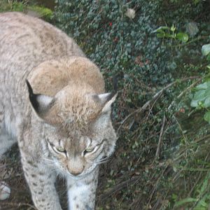 Woburn Safari Park 2009-2010