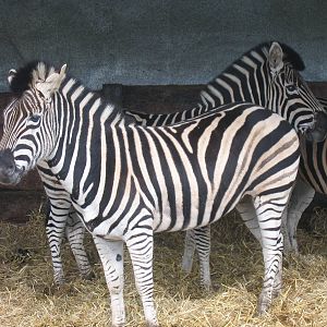 Woburn Safari Park 2009-2010