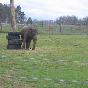 Woburn Safari Park 2009-2010